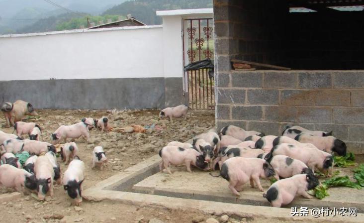 2021农村创业养殖有什么好项目,2020年农村种养殖创业项目