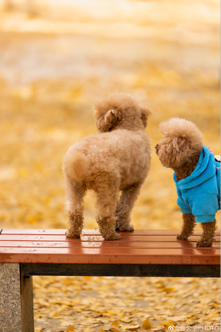 北京哪些公园可以带狗进入游玩,北京适合带宠物玩的地方推荐