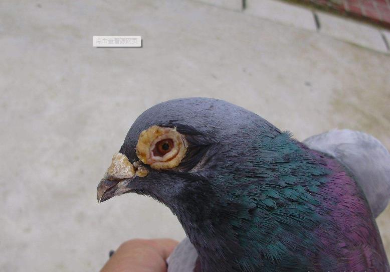 单眼伤风是支原体还是衣原体,单眼伤风和鹦鹉热是同一种衣原体