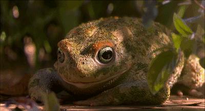 悬疑动画《花园派对》：动物狂欢背后隐藏着细思密恐的人性真相