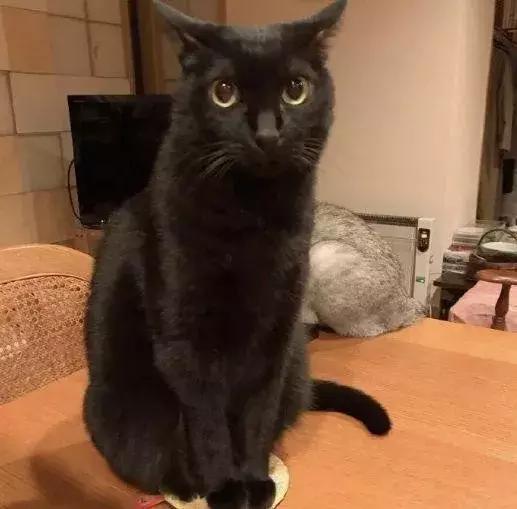 怎样可以封印住一只猫,咋样可以快速封印猫咪