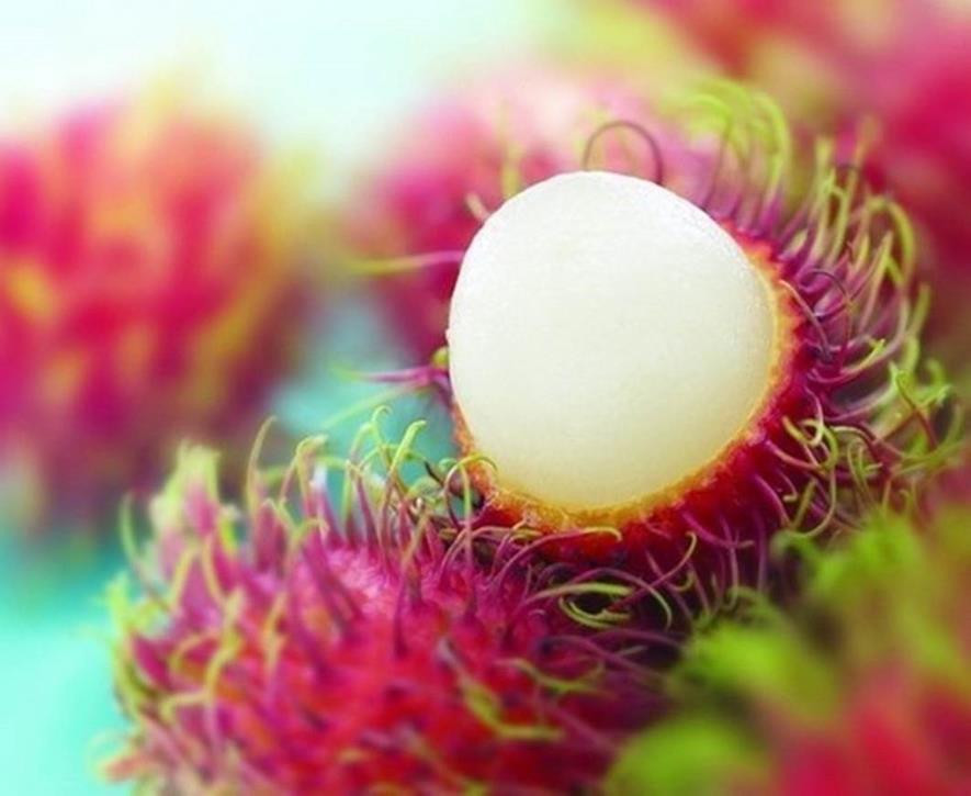 百种味道的果子,四季百种果子图片