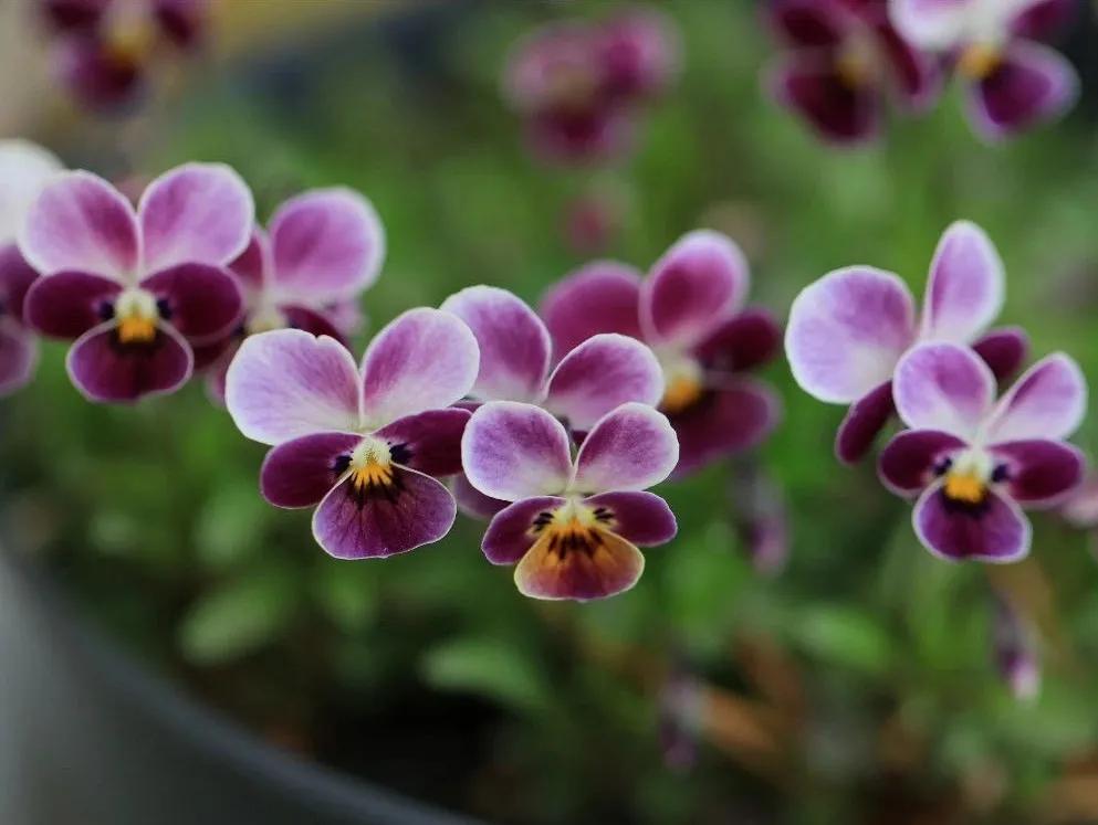 角堇和皱边角堇哪个花大,皱边角堇和穗边角堇的区别