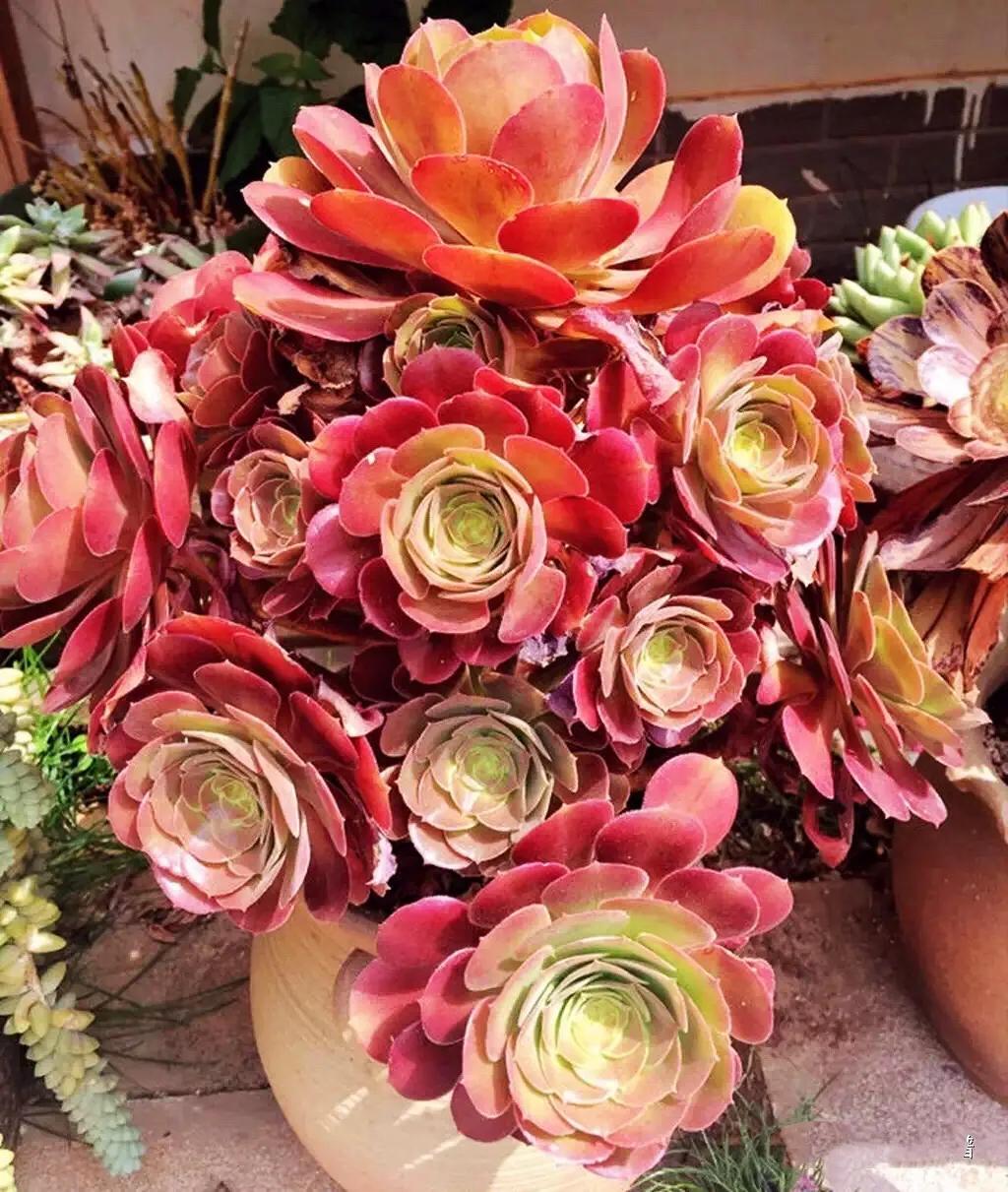 多肉法师韶羞现在能摘心吗,多肉法师欧紫跟韶羞的对比图