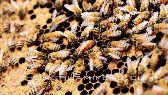 湖南几月份适合养蜂,湘西最好的养蜂基地