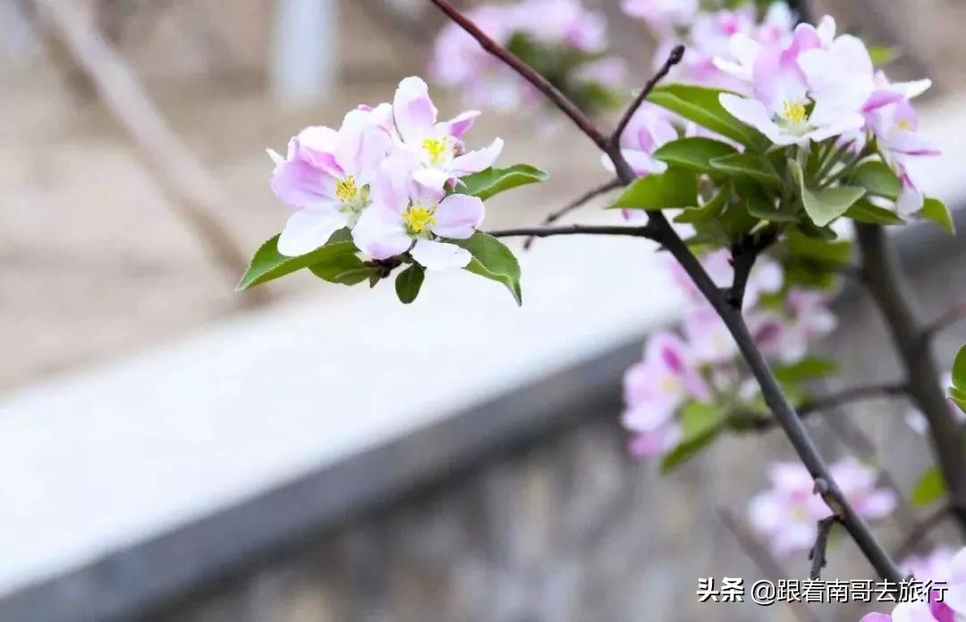 西安附近的公园免费景点推荐,西安公园免费旅游攻略最新