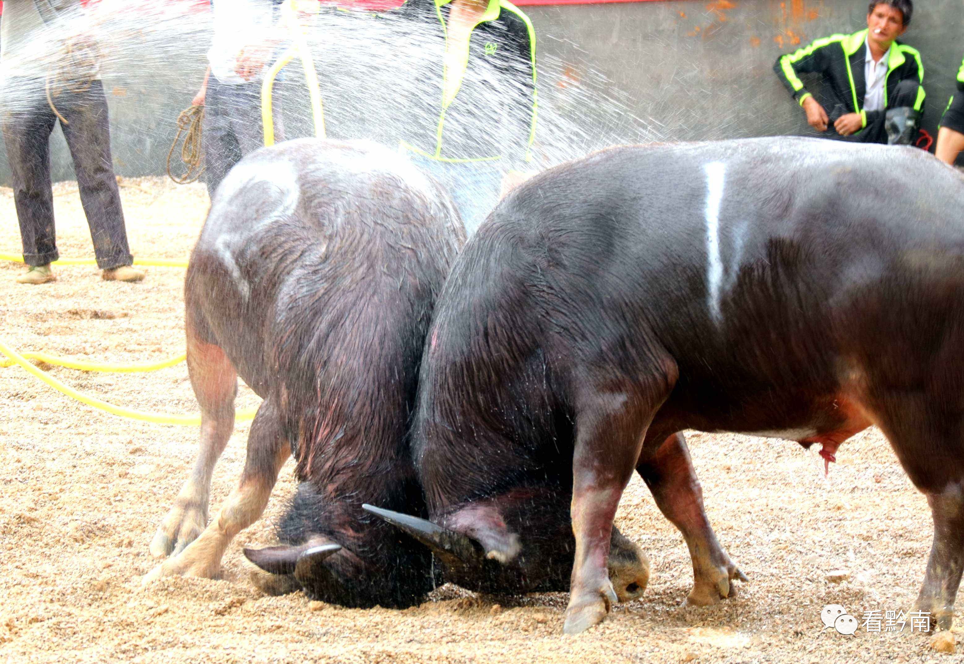 都匀今晚有烟花晚会吗,都匀焰火演唱会