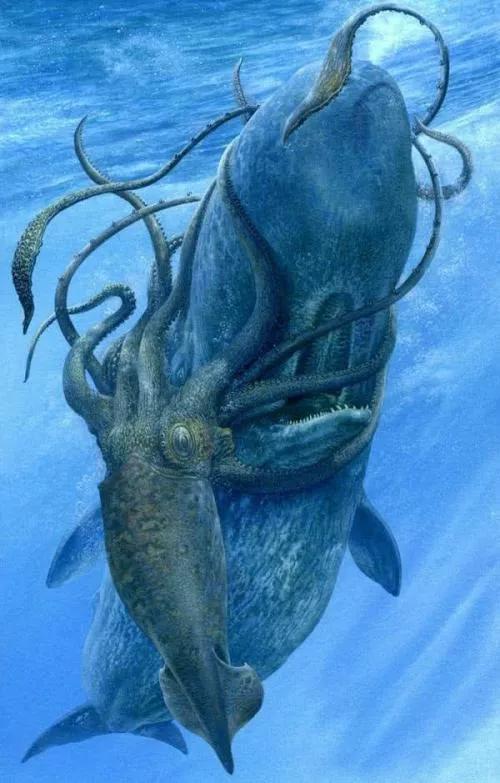 鱿鱼章鱼乌贼墨鱼八爪鱼区别,鱿鱼章鱼和乌贼区别