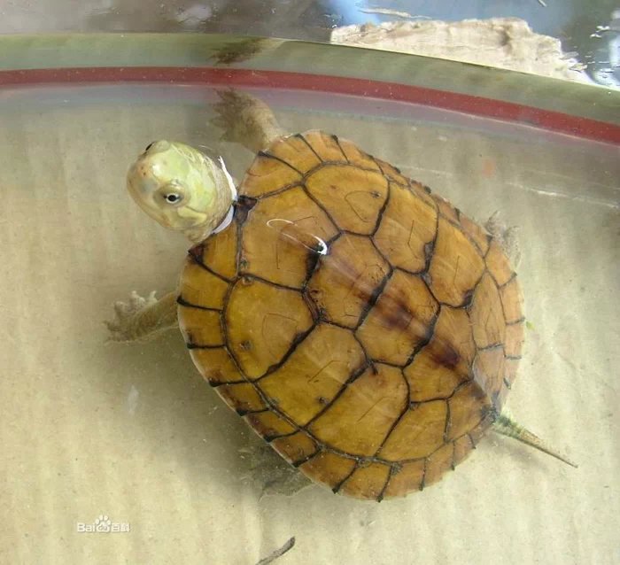 龟心依旧,黄喉拟水龟怎么养更好看