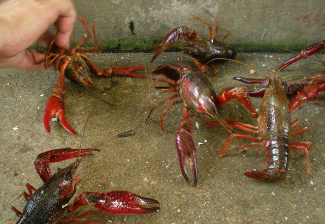 5、6月养殖的小龙虾患病增多，出现死虾？4招提高小龙虾存活率