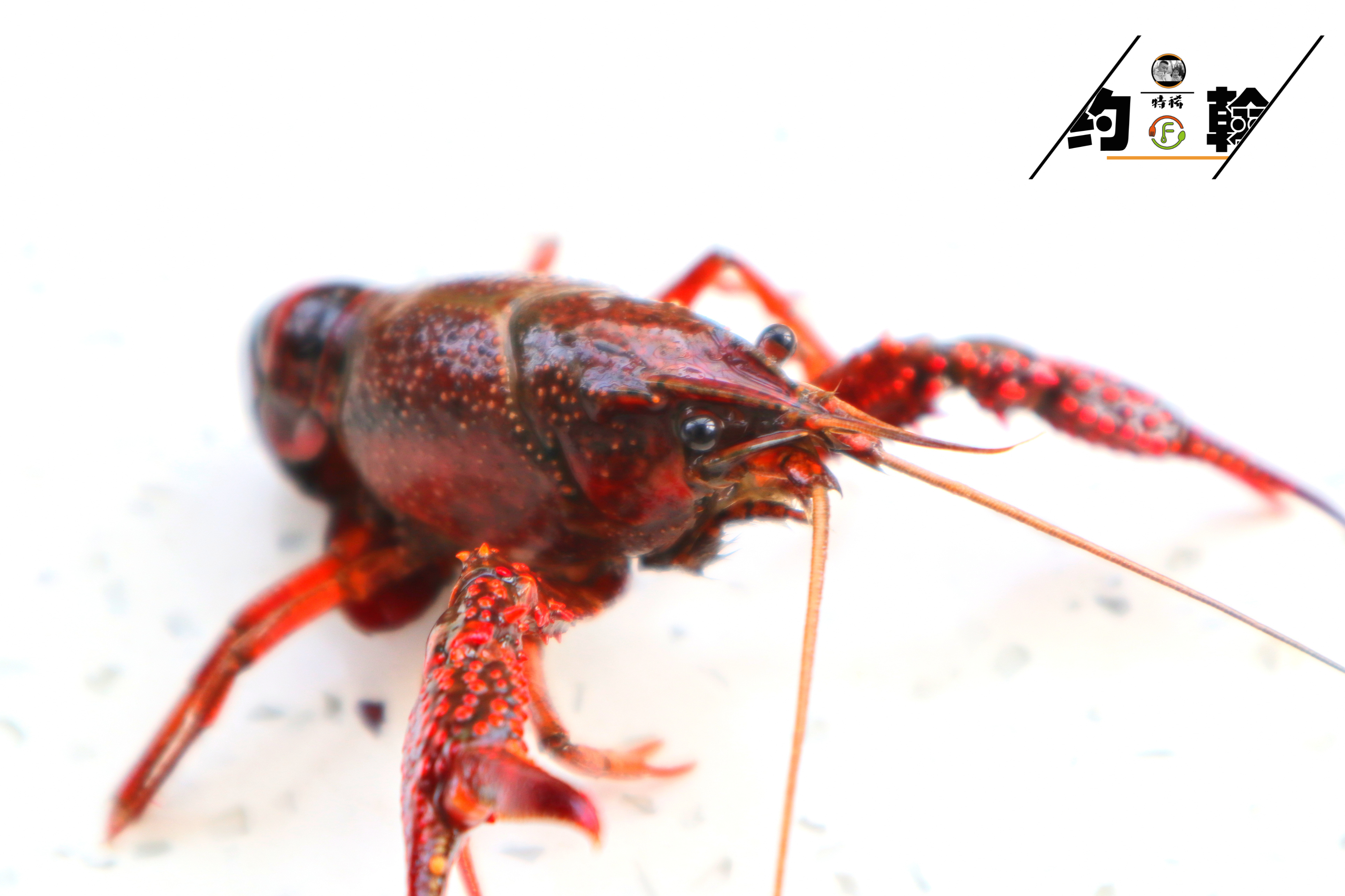 夜宵小龙虾怎么做才好吃,四种小龙虾的经典的做法
