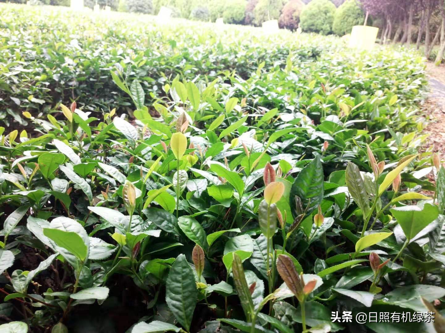 为什么日照绿茶春茶这么贵,日照绿茶秋茶来了