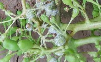 种植葡萄的基本知识,种植最好的葡萄需要哪些条件