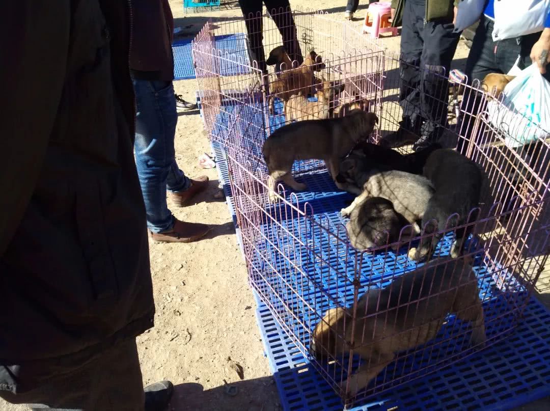 狗市昆明犬幼犬多少钱一只,在哪里可以买到最好的昆明犬幼犬