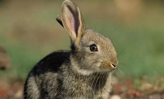 养兔技术难点,养兔技术与兔疾病防治