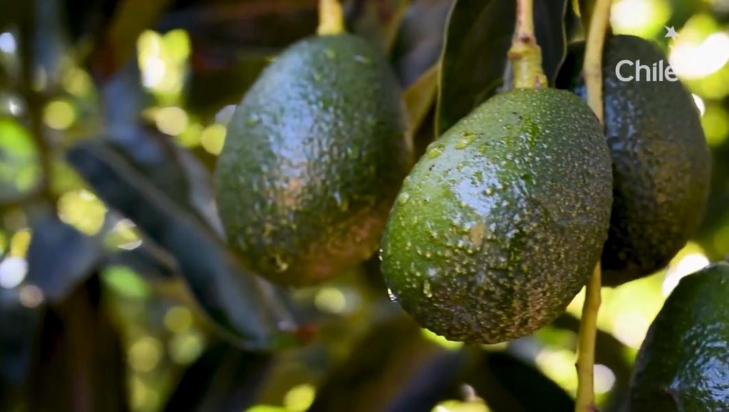 从南美的秘鲁进口水果到中国,秘鲁牛油果是哪里的