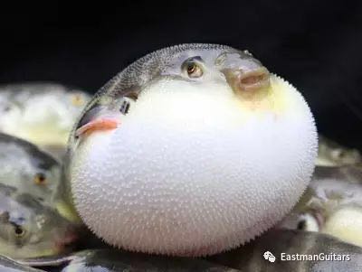 塔卡米尼吉他面板鼓起,吉他面板鼓起要松弦吗