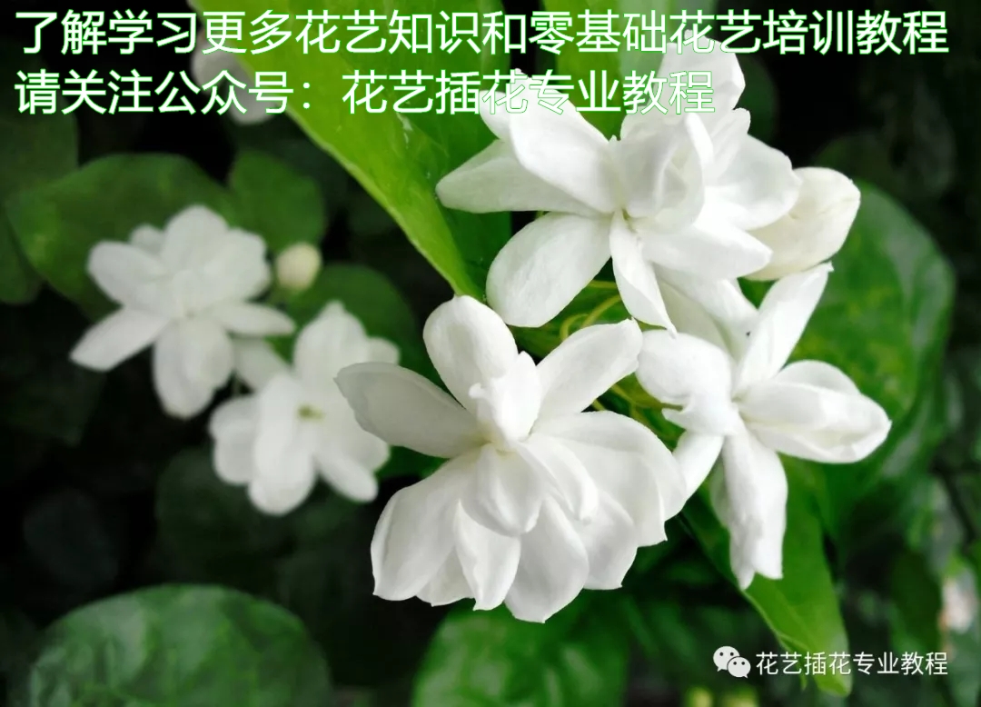 「花艺知识」50种常见花材的花语~（建议收藏）