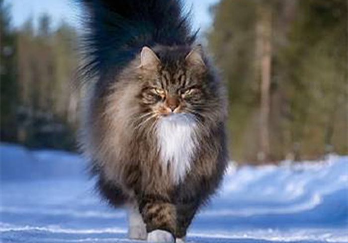 芬兰居民”云养“霸王猫，观其壮硕体型，网友感慨：这是熊吧？