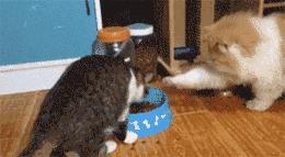 鑷粠鏈変簡鐚不鎰堜簡鎴戠殑鎳掓儼,涓轰粈涔堣姗樼尗鍗佹涔濇福