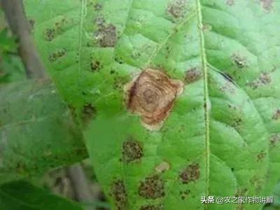 甲硫己唑醇可以和戊唑醇一起用吗,戊唑醇与己唑醇用在小麦上哪个好