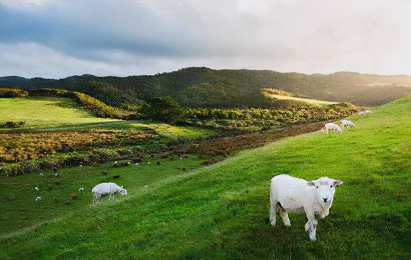 你不知道的新西兰冷知识,新西兰你不知道的冷知识