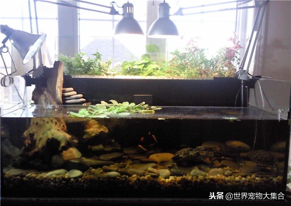 龟咋养好,龟怎么养不肥