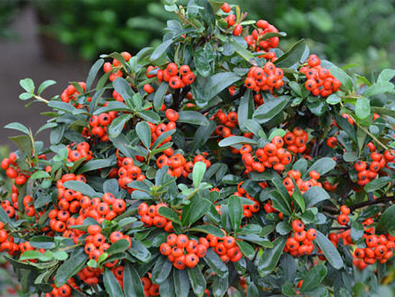 火棘种植方法和时间,火棘种植方法和注意事项