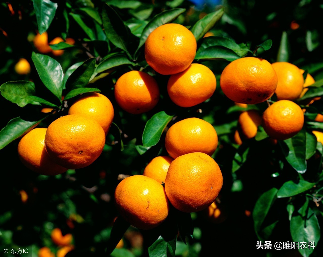 有没有治疗红蜘蛛的特效药,专治红蜘蛛长效药