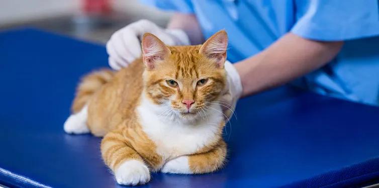 猫咪有点便血怎么回事,猫咪便血是什么原因导致的呢