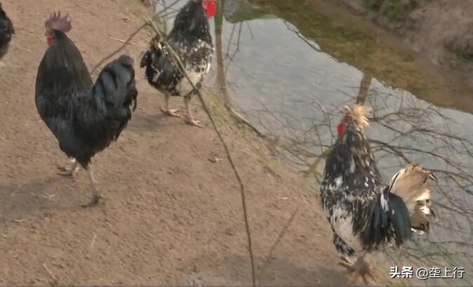 24岁小伙养鸡创业一年纯收入560万,胖小伙回家养鸡一年狂赚80万