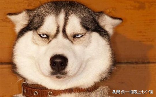 狗狗欺负汪星人的表现,狗狗总是凶主人对主人叫