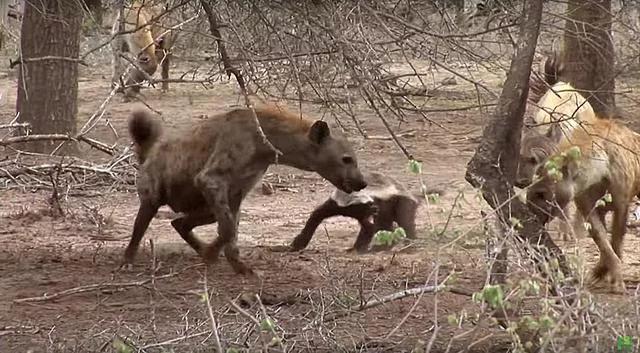 平头哥对上“非洲二哥”谁会赢？一个是真“虎”，一个是真牛