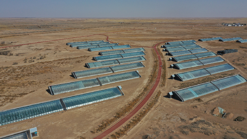 与沙漠掰了70年手腕，这块绿洲如此“倔强”