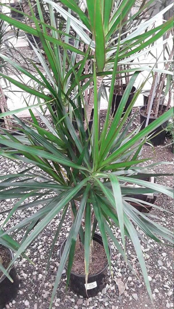 盆栽客厅千年木,养不死的客厅大绿植千年木