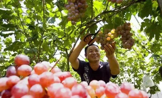 初夏时节果飘香采摘尝鲜正当时,红提采摘园