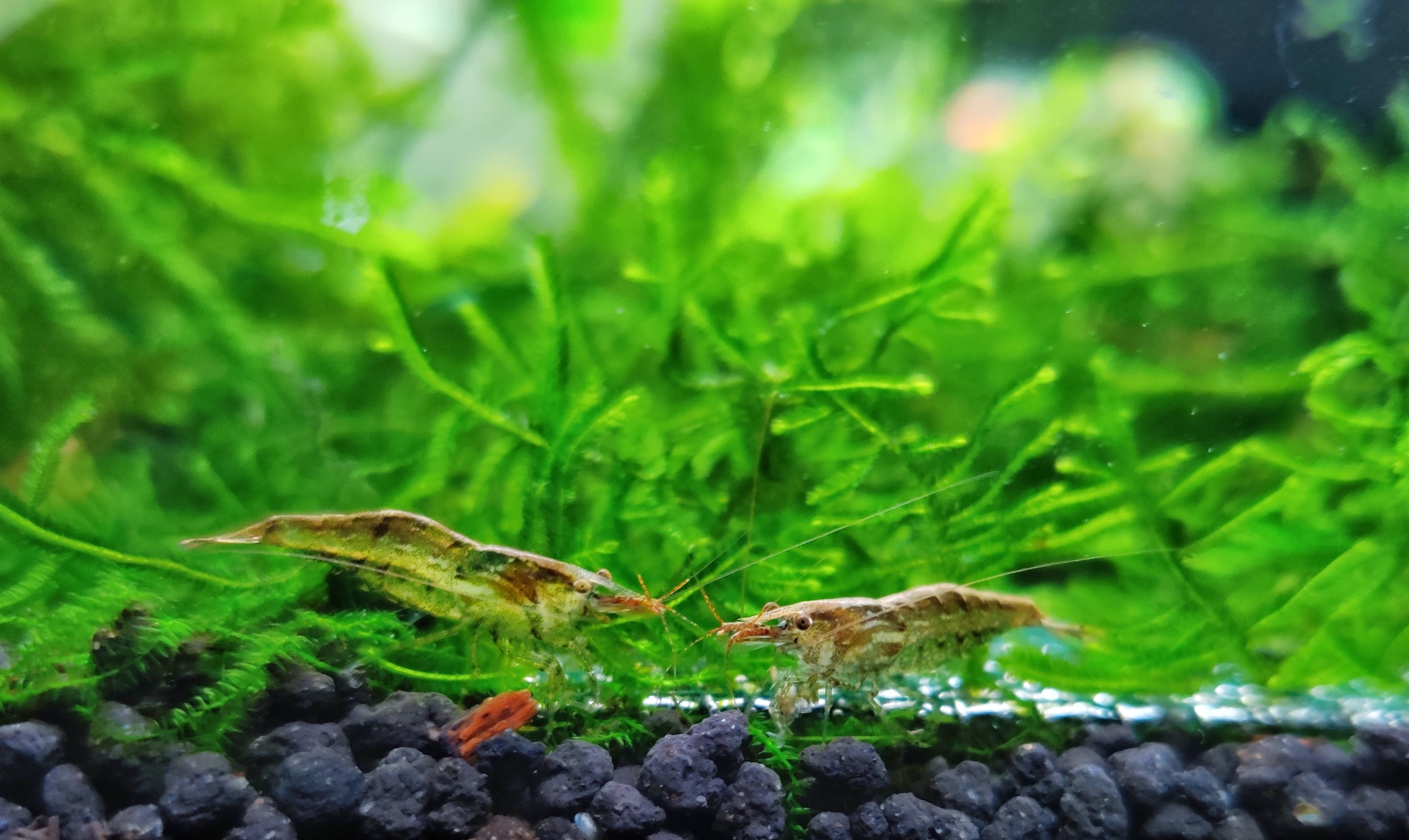 囊螺爆缸会不会导致黑壳虾死亡,10几只黑壳虾一个冬天能爆缸吗