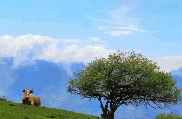 天上人间云海仙境,达瓦更扎云海旅游视频