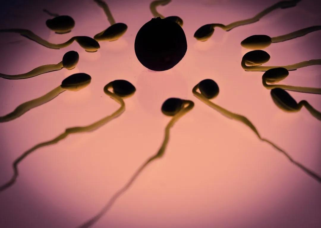 跑得最快、最阳刚的精子才能受精成功？不！它只是运气好而已