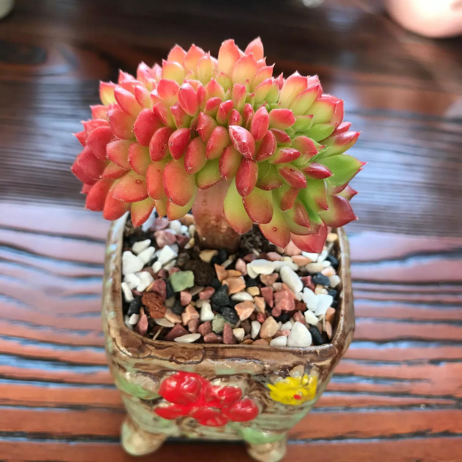 家里不养开花的植物,家里不养带刺的花