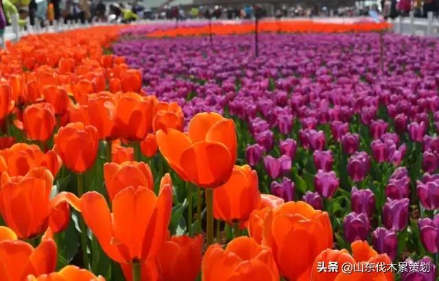 自驾游山东日照网红打卡旅游攻略,东夷花仙子美景