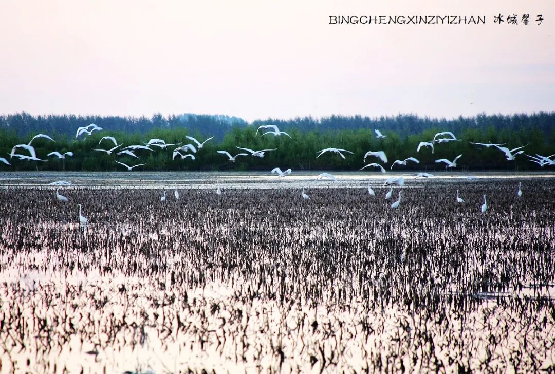 再返富锦，为着那份飘着稻花香的“湿”意约定