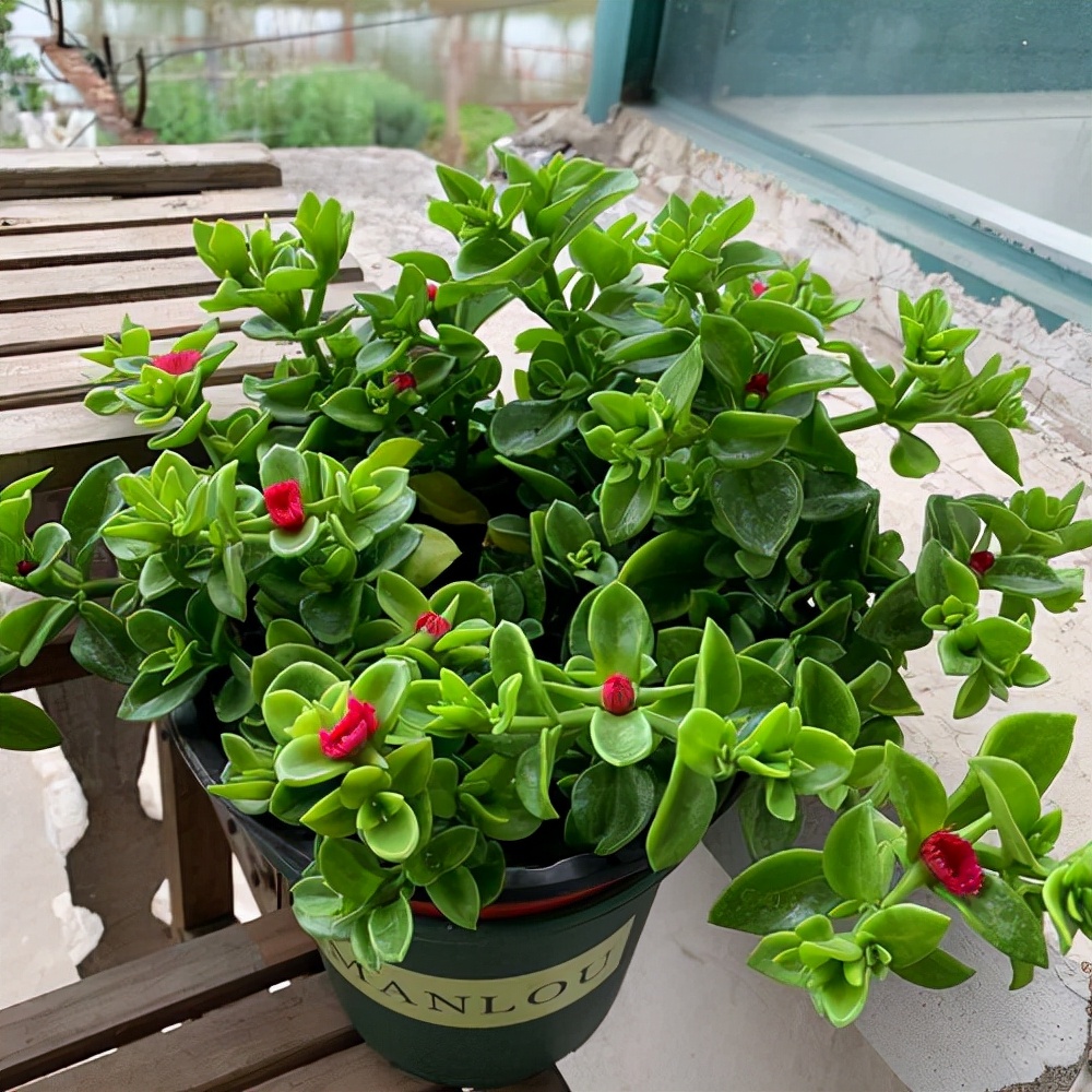 人养花花养人下句,什么花好养活又好看还可以吃的