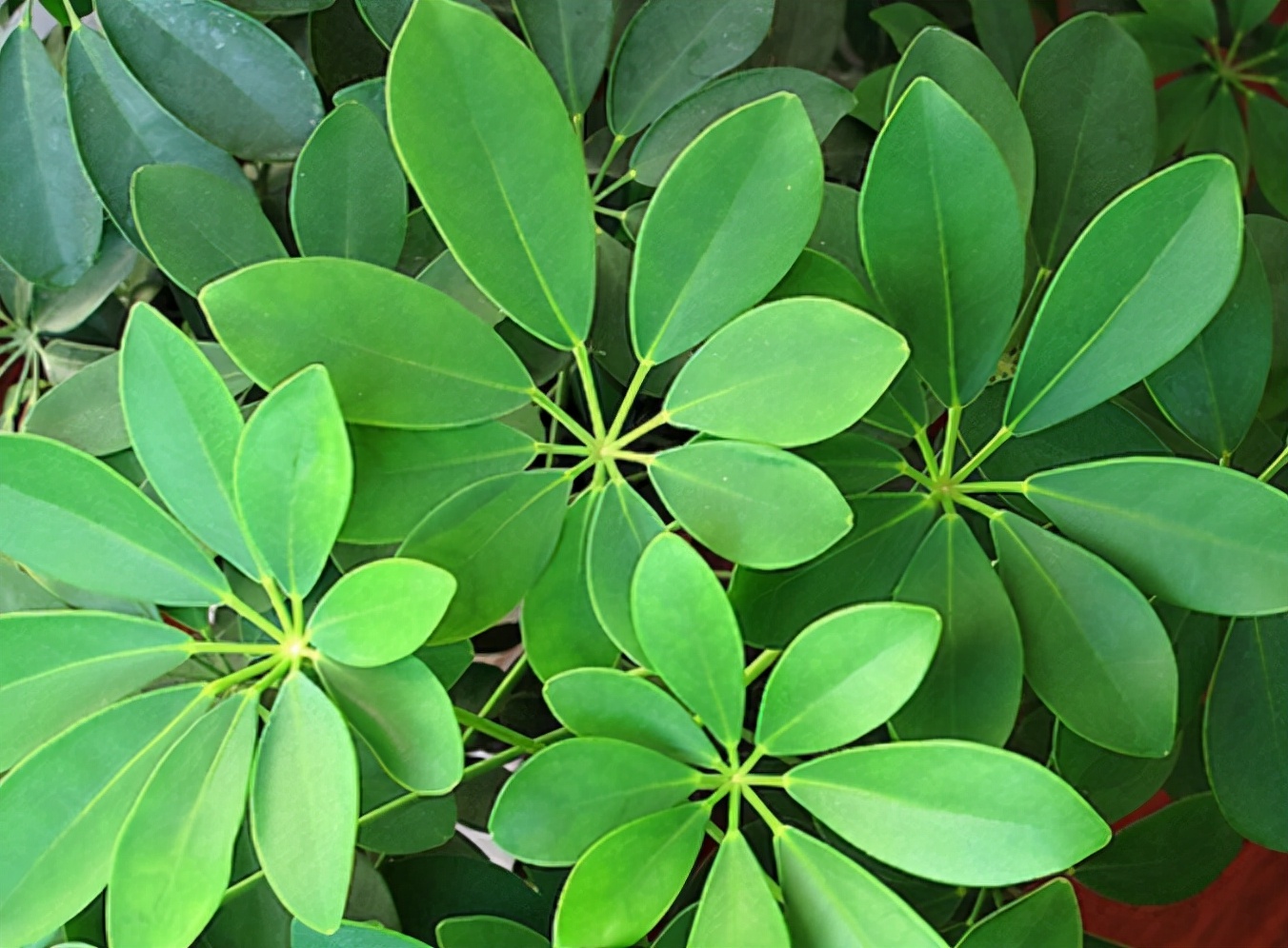 不要买的网红植物,最近踩坑的一些网红植物