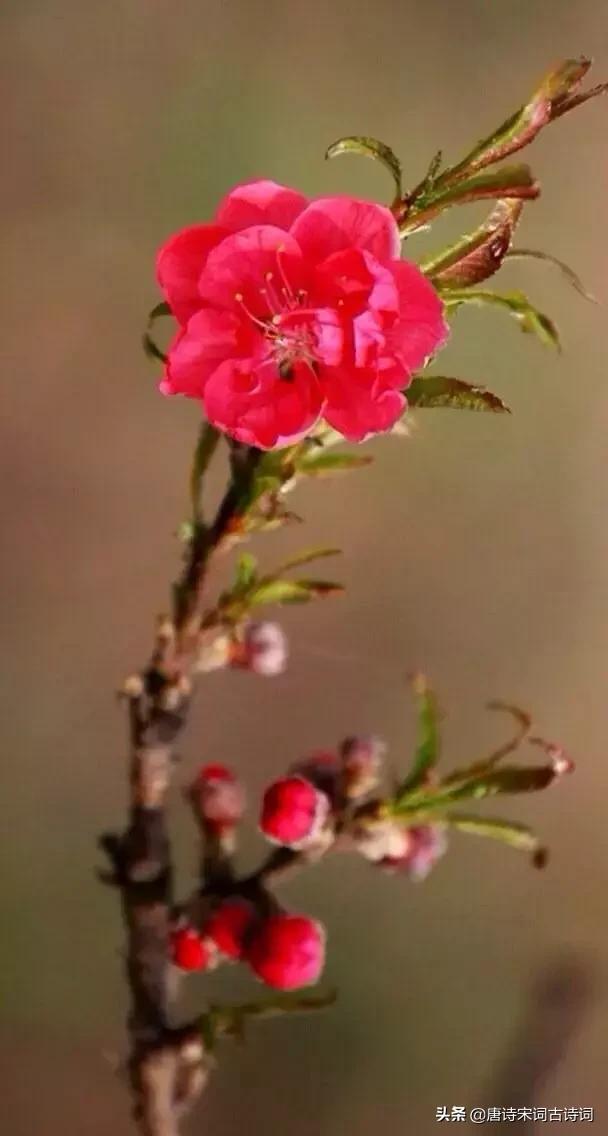 古诗词拨动了我的心弦,拨动我心弦古诗词