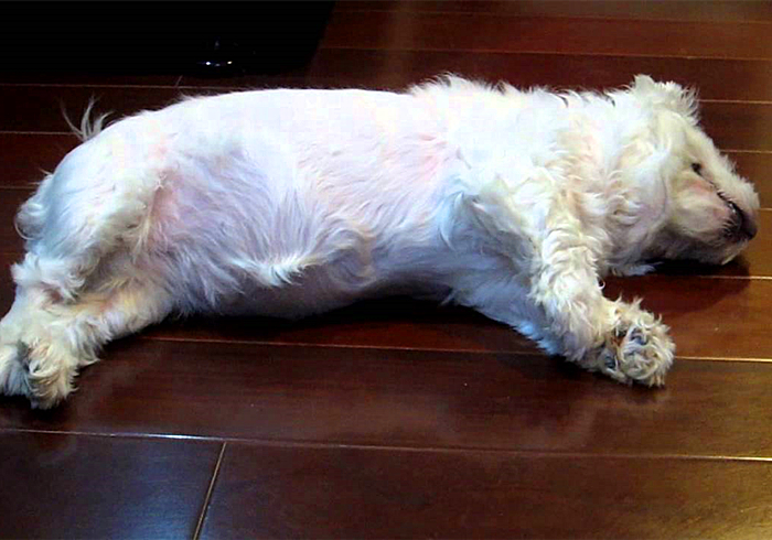 狗狗脚趾真菌感染怎样治疗,狗狗真菌感染怎么预防