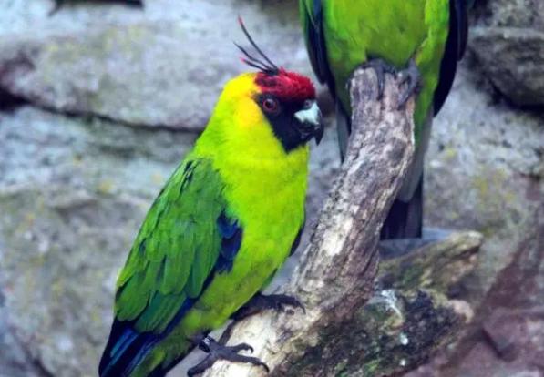 红头绿身鹦鹉蓝翅膀的鹦鹉,天生红眼的鹦鹉叫什么品种