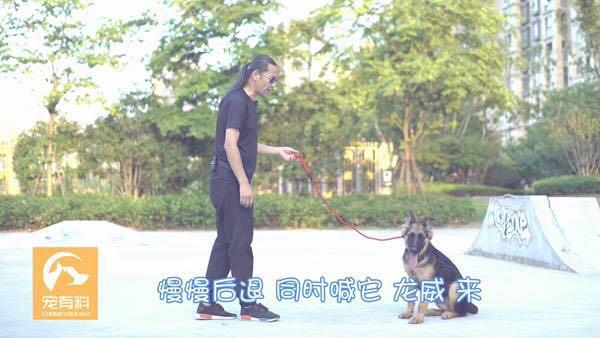 如何训练狗狗跟着主人,训犬师如何训练狗狗坐卧随行