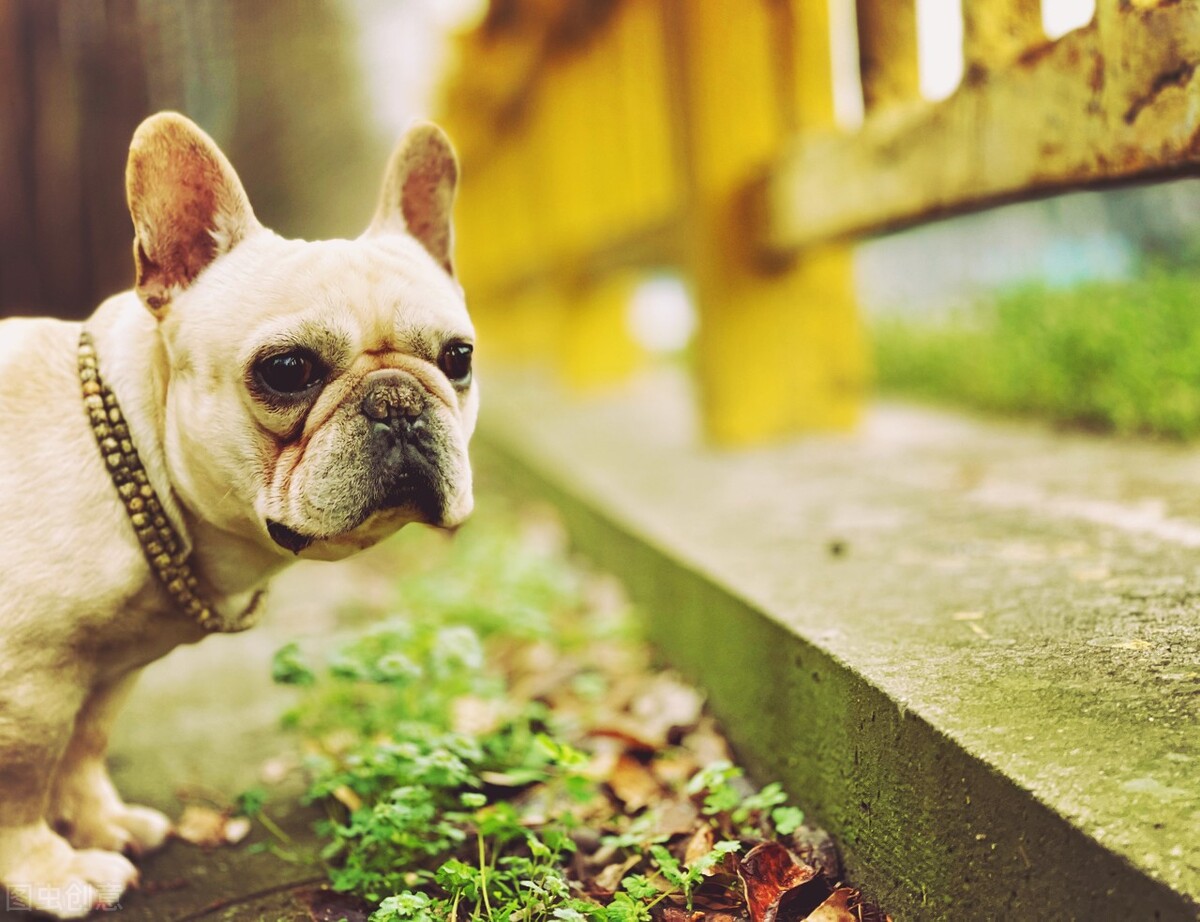 为什么我的狗吃了巧克力没事,为什么我家的狗喜欢吃玉米