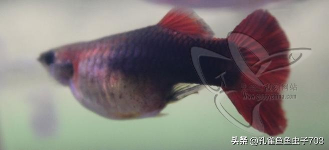 孔雀鱼雄化能繁殖吗,孔雀鱼公鱼雄化怎么办